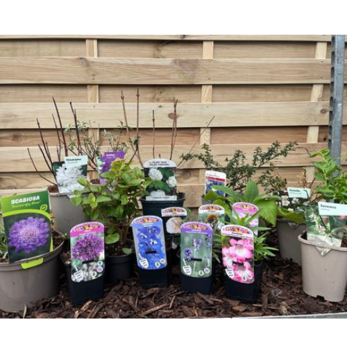 Our Hand Picked Selection of Butterfly and Bee Attracting Plants