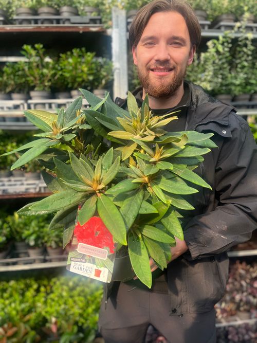 Rhododendron 'Vulcan's Flame' 3L