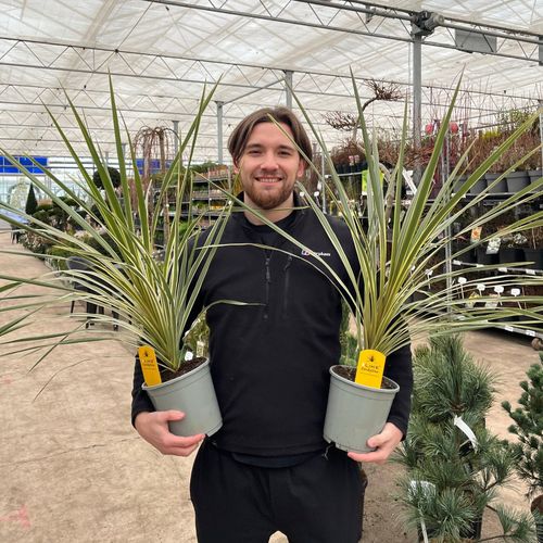Cordyline australis 'Torbay Dazzler' 1.5L