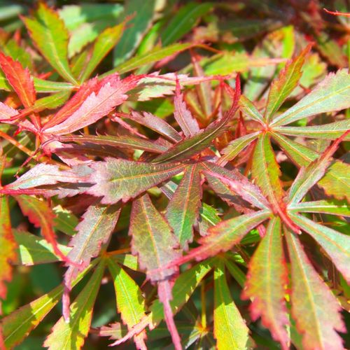 Acer palmatum Jerre Schwartz 3L