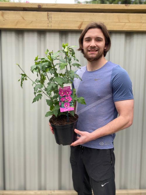 Hibiscus syriacus 'Woodbridge'