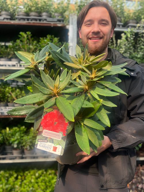 Rhododendron 'Vulcan's Flame' 3L