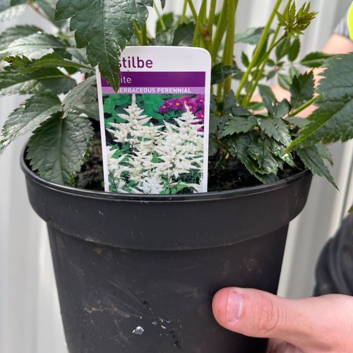 Astilbe arendsii White 2L