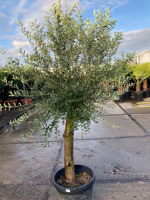 Olive Tree 45L 1.5-1.8m + Teracotta Pot + Soil + Gravel