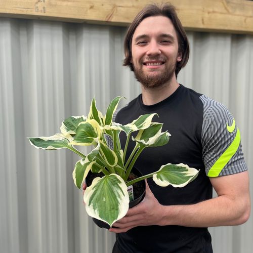 Hosta 'Patriot' 2L