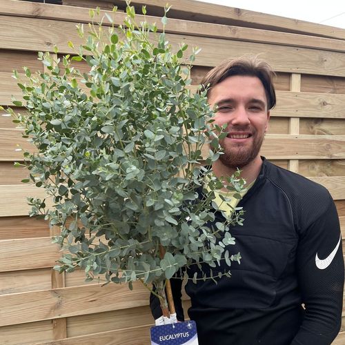 Standard Eucalyptus gunnii 1m - 1.1m