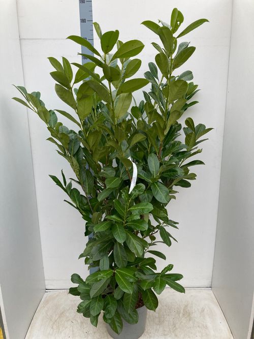 BushyCherryLaurel6ft.jpg