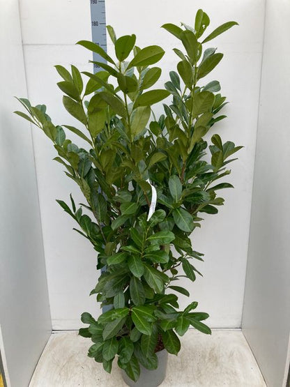 BushyCherryLaurel6ft.jpg