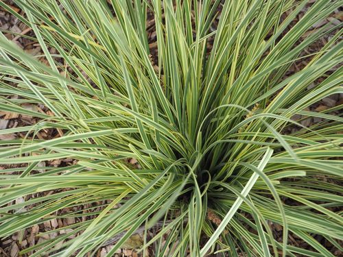 Lomandra longifolia 'White Sands' 9cm (PRE ORDER MARCH 2025)