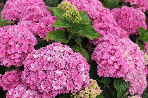 Hydrangea 'Together' 9cm (PRE ORDER APRIL 2025)
