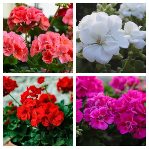 Geranium 1.5L (Our Choice)