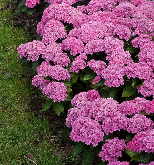 Hydrangea 'Together' 9cm (PRE ORDER APRIL 2025)