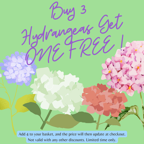 Hydrangea macrophylla 'Shakira' 9cm (PRE ORDER APRIL 2025)