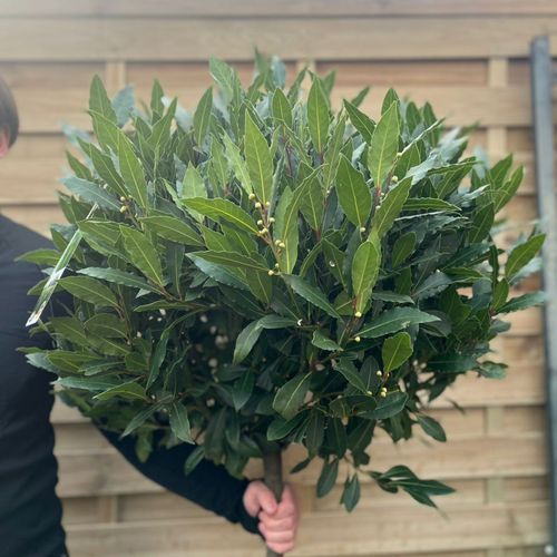 3/4 Standard Bay Tree | Laurus nobilis |170-180cm (Multibuy Offers Available)
