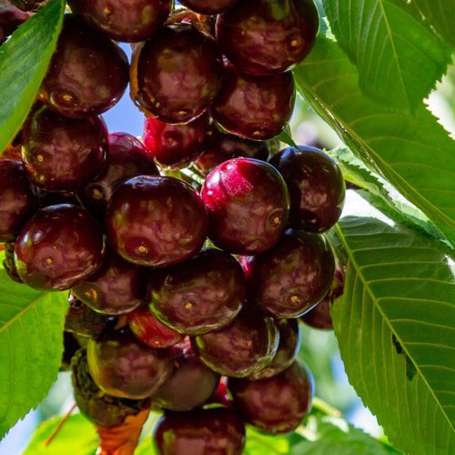 Dwarf Patio Cherry Tree 'Hedelfinger' 1M