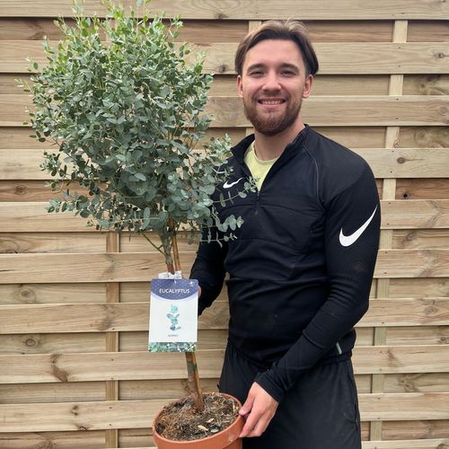Standard Eucalyptus gunnii 1m - 1.1m